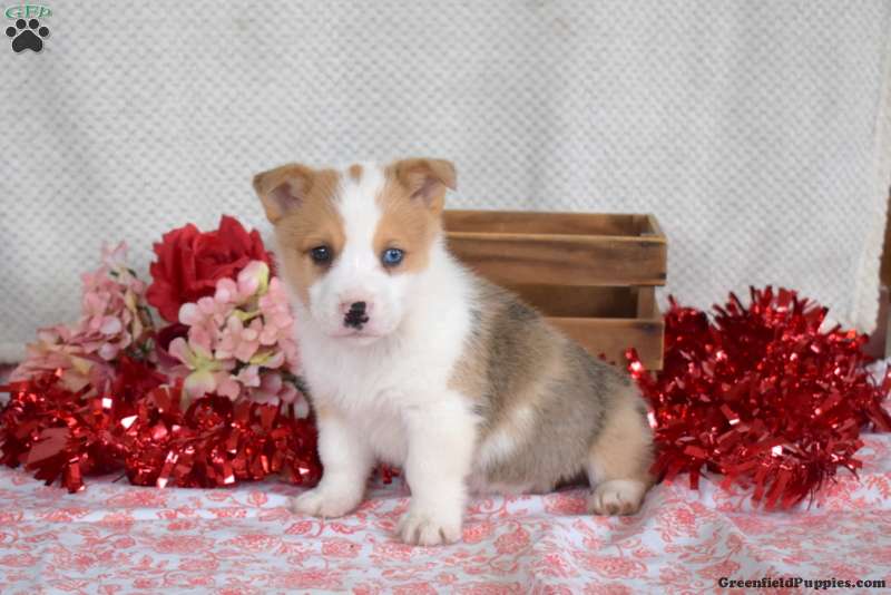 Mischief - Pembroke Welsh Corgi Puppy For Sale in Pennsylvania