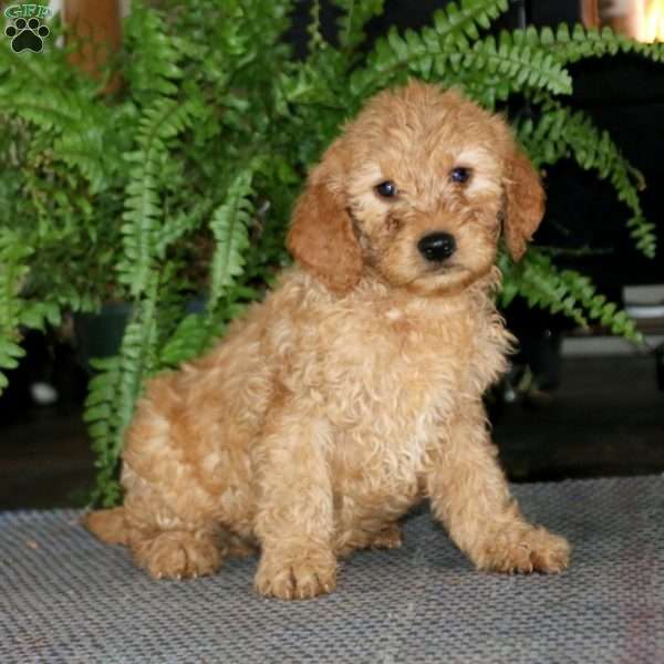 Mojo, Goldendoodle Puppy