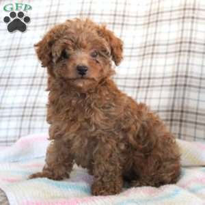 Toy poodle 2024 mix puppies