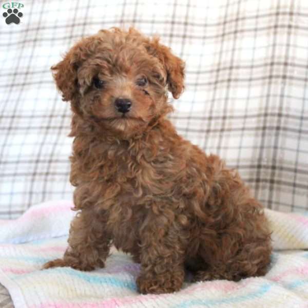 Molly, Toy Poodle Mix Puppy