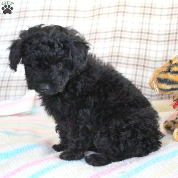 Moose, Toy Poodle Mix Puppy