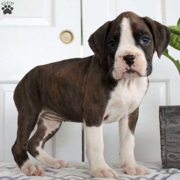 Nelly, Boxer Puppy