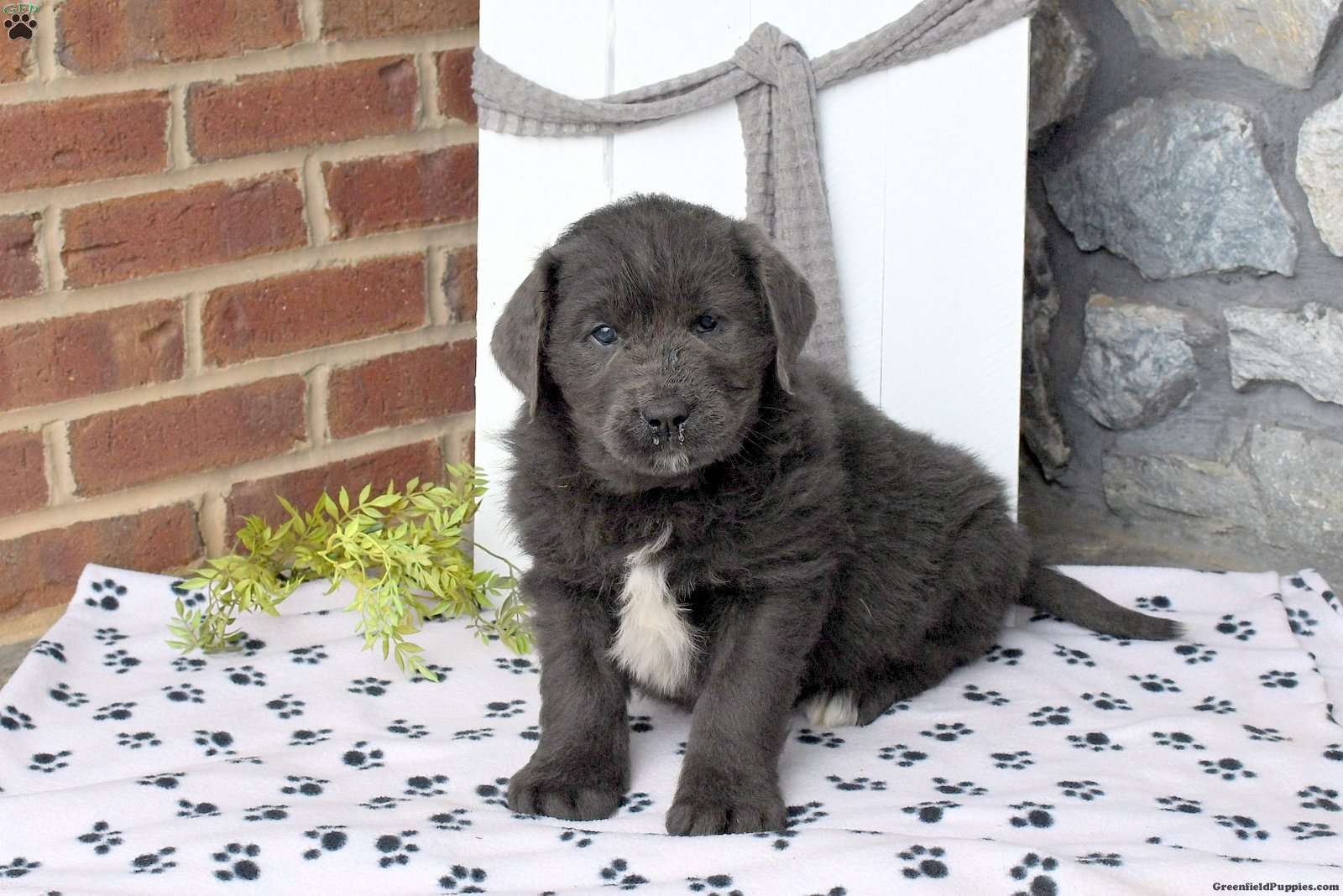 Nicole - Newfoundland Puppy For Sale in Pennsylvania