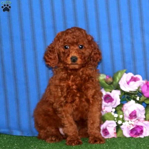 Noah, Miniature Poodle Puppy