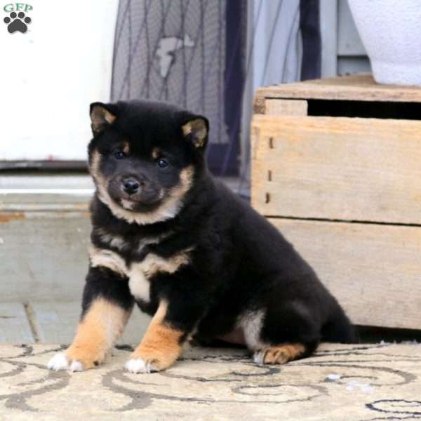 Nora, Shiba Inu Puppy