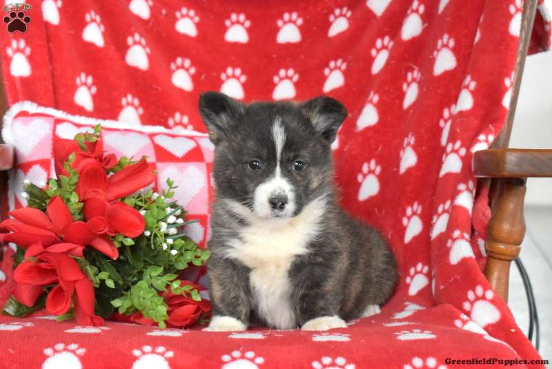 Nutmeg Pembroke Welsh Puppy For Sale in Pennsylvania