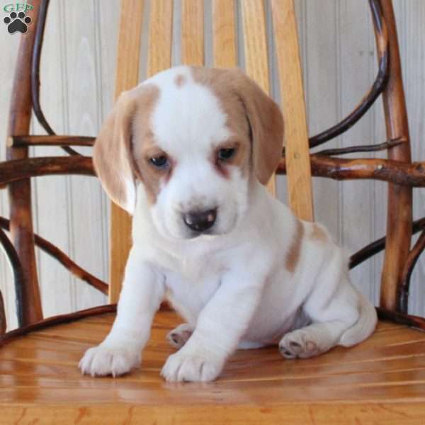 Octavia, Beagle Puppy