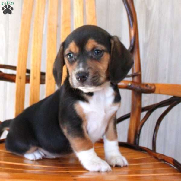 Olivia, Beagle Puppy