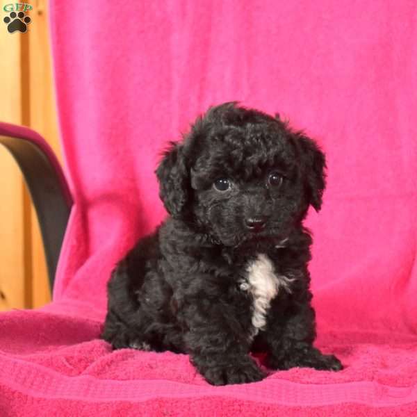 Olivia, Bich-Poo Puppy