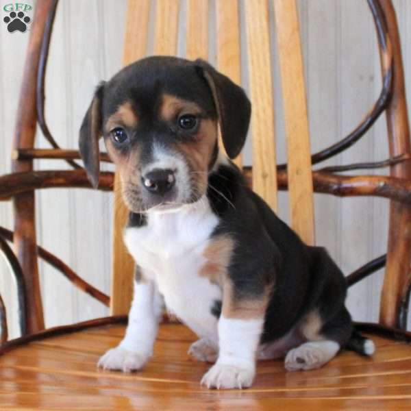 Opal, Beagle Puppy