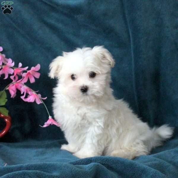 Oscar, Maltese Puppy