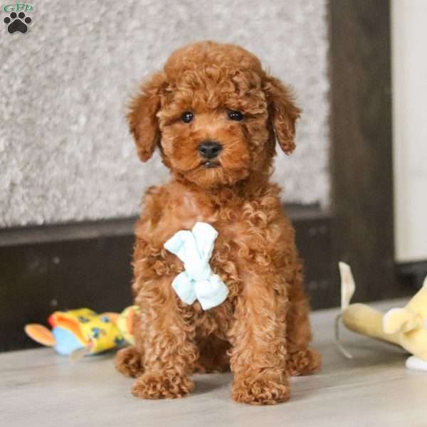 Ozzy, Toy Poodle Puppy