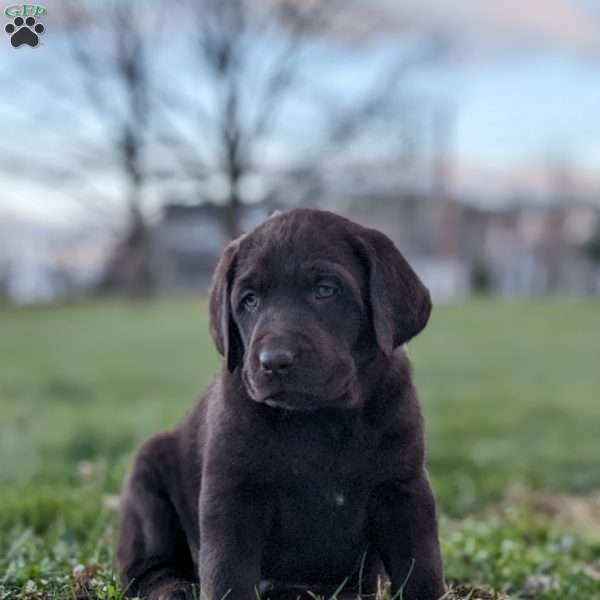 Roxy, Chocolate Labrador Retriever Puppy