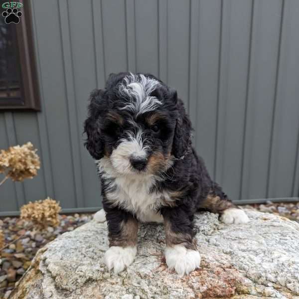 Conner, Bernedoodle Puppy