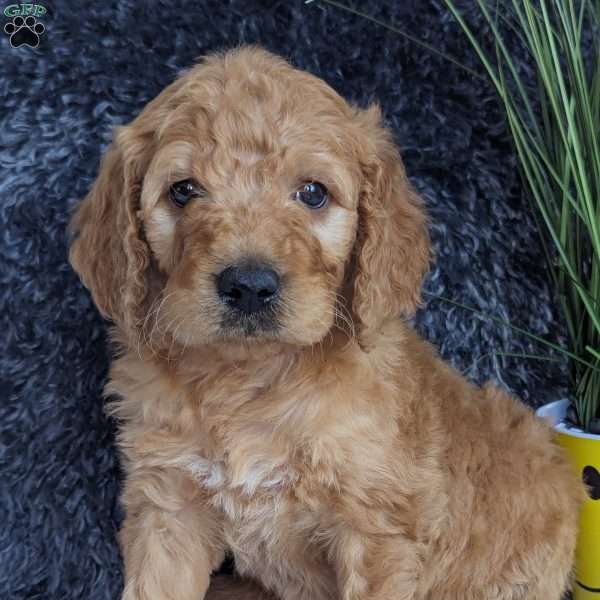 Fin, Goldendoodle Puppy