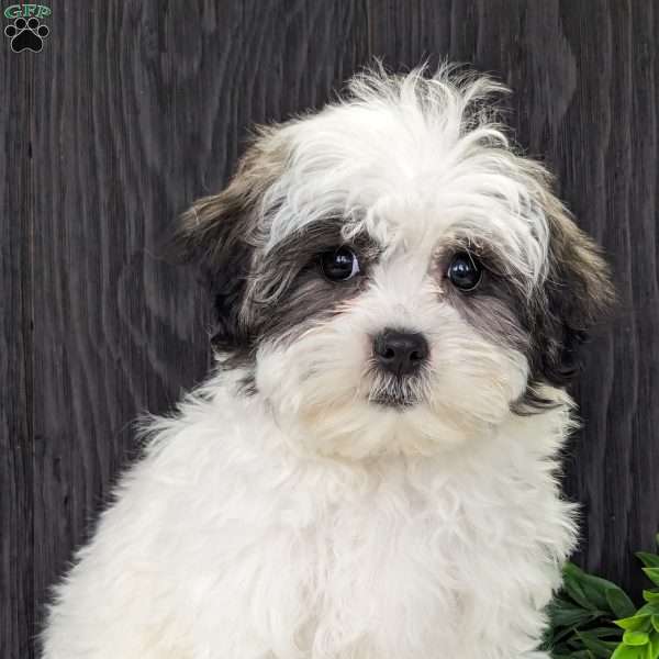 Kylie - Shih-Poo Puppy For Sale in Ohio