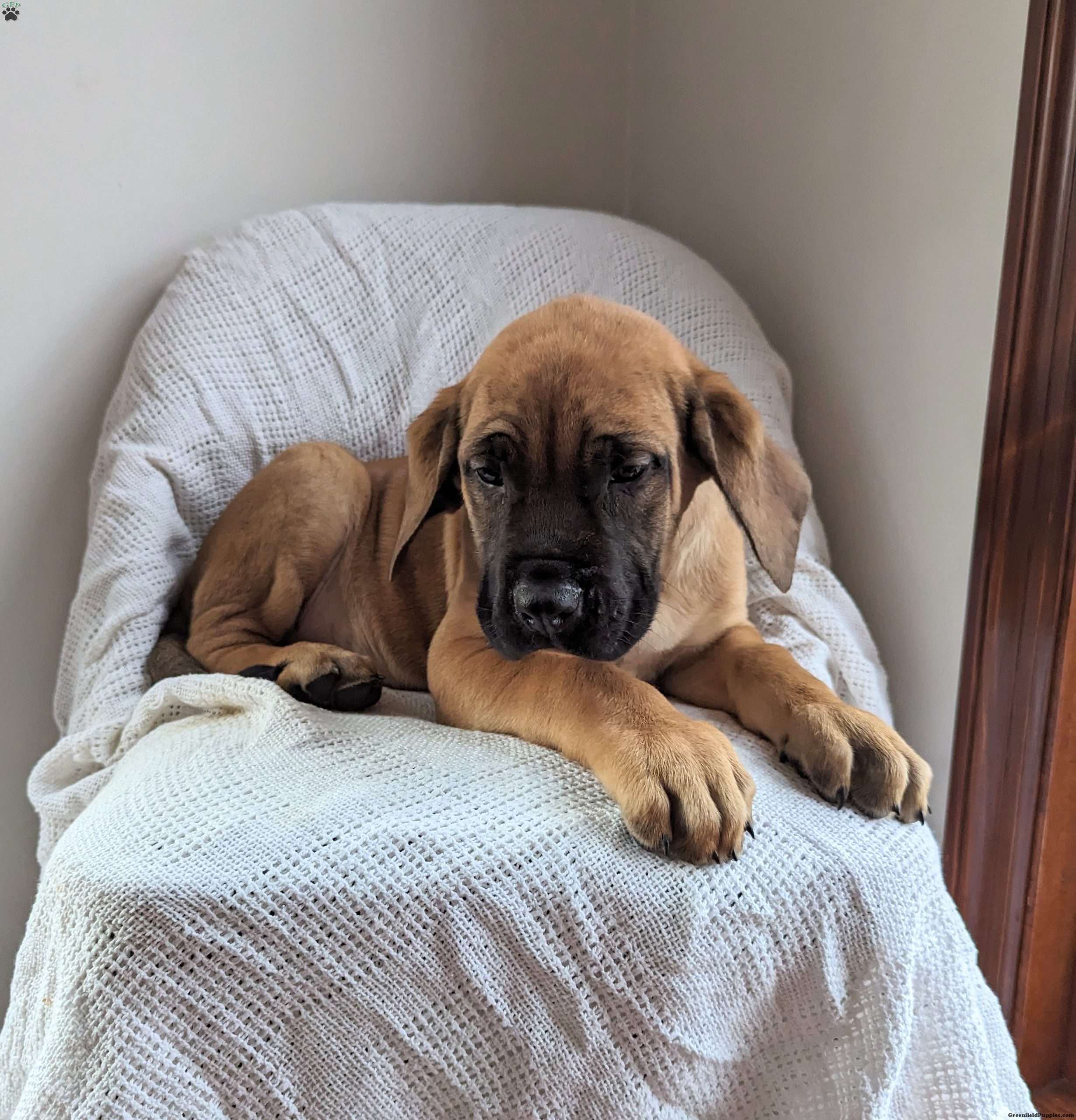 Rusty English Mastiff Puppy For Sale in Ohio