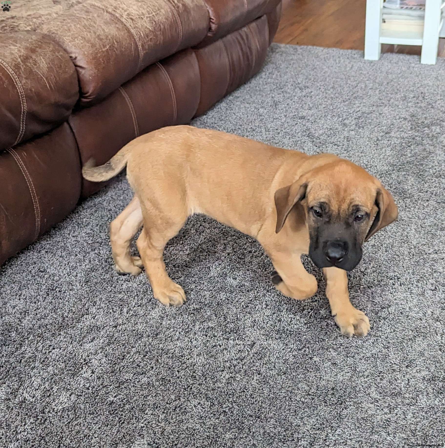 Rusty English Mastiff Puppy For Sale in Ohio