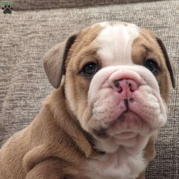 Cooper, English Bulldog Puppy