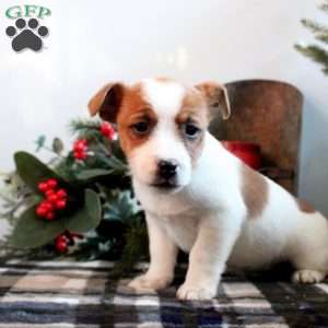 Paisley, Jack Russell Terrier Puppy