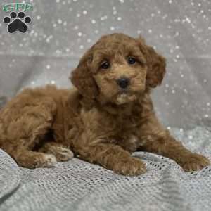 Paisley, Mini Goldendoodle Puppy