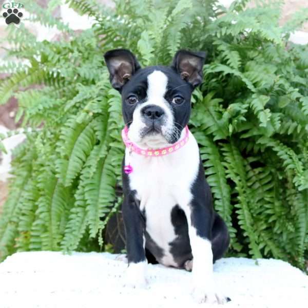 Pansy, Boston Terrier Puppy