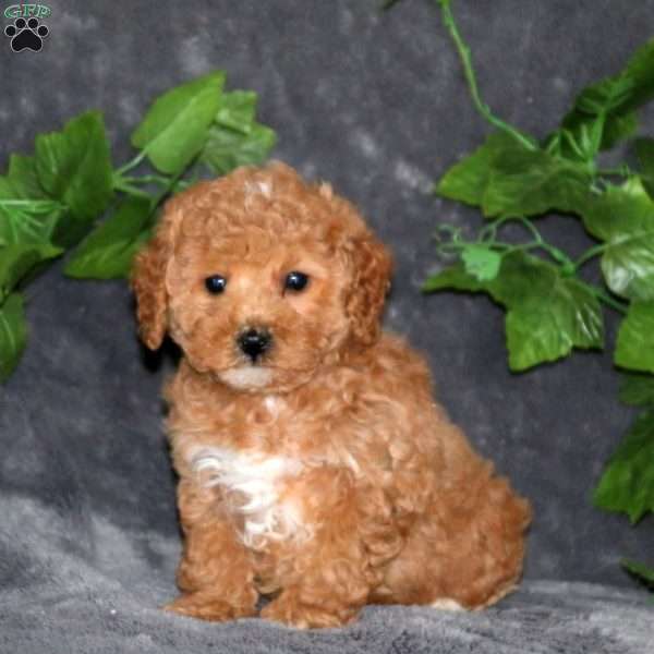 Pansy, Miniature Poodle Puppy