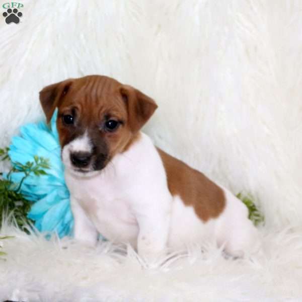Parker, Jack Russell Terrier Puppy