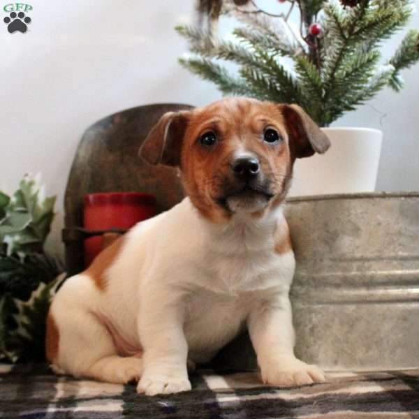 Parker, Jack Russell Terrier Puppy