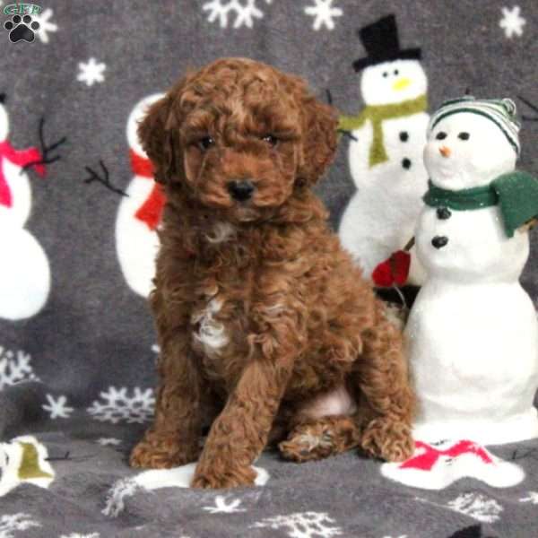 Patches, Toy Poodle Puppy
