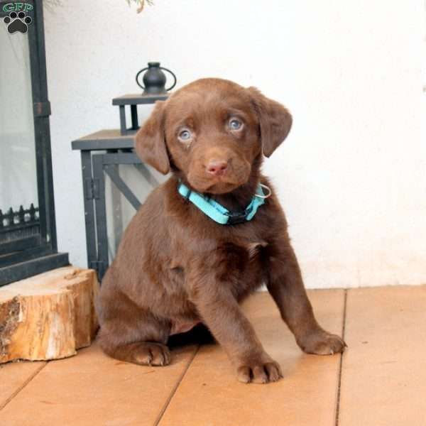 Patty, Chocolate Labrador Retriever Puppy