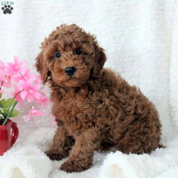 Paul, Miniature Poodle Puppy