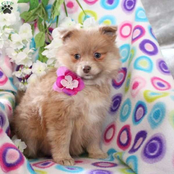 Pearl, Pomeranian Puppy