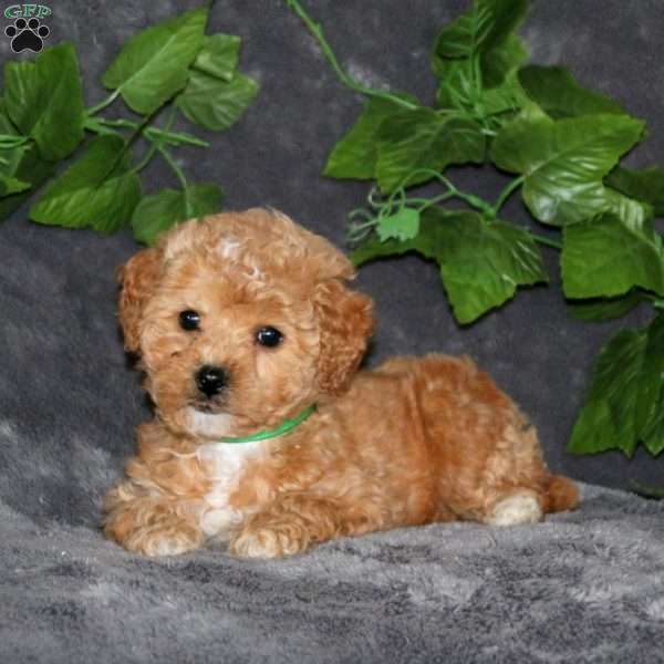Peggy, Miniature Poodle Puppy