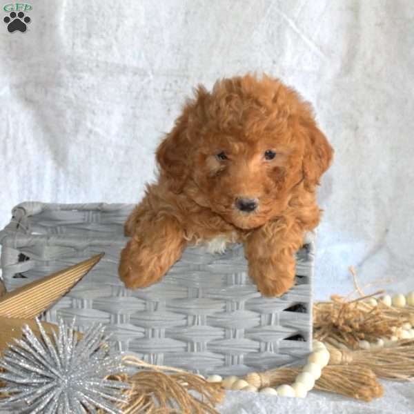 Penelope, Miniature Poodle Mix Puppy