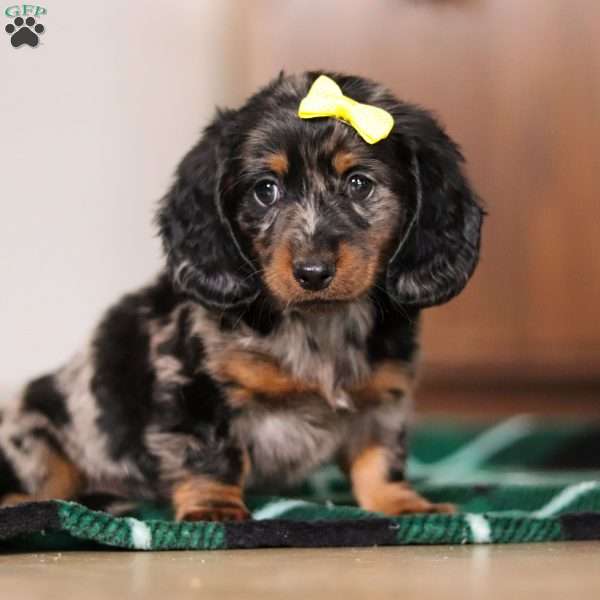 Penny, Dachshund Puppy