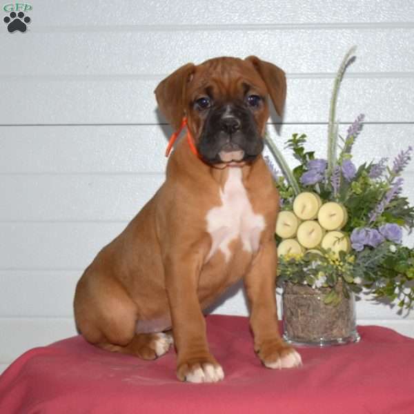 Penny, Boxer Puppy