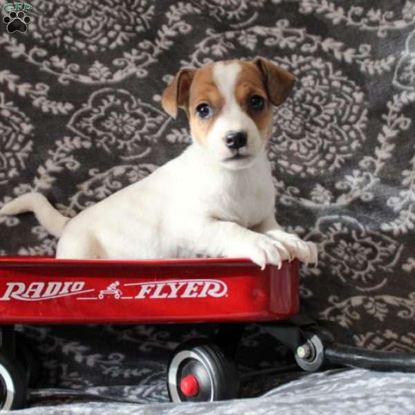 Penny, Jack Russell Terrier Puppy