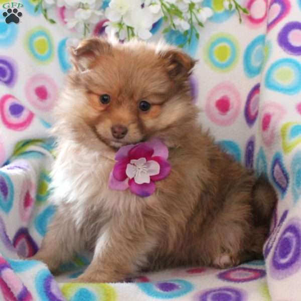 Penny, Pomeranian Puppy