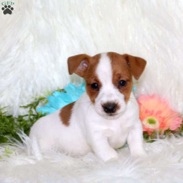 Pepper, Jack Russell Terrier Puppy