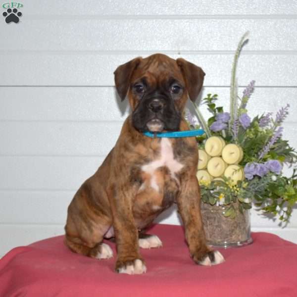 Peppermint, Boxer Puppy