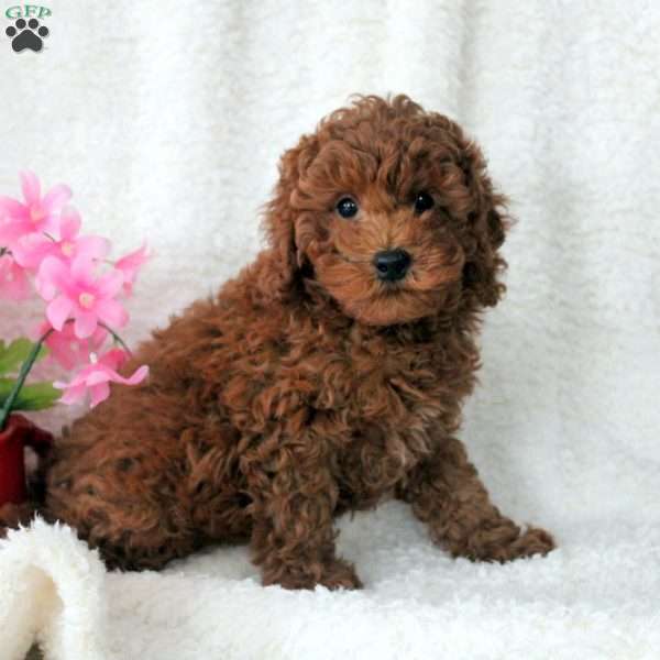 Percy, Miniature Poodle Puppy