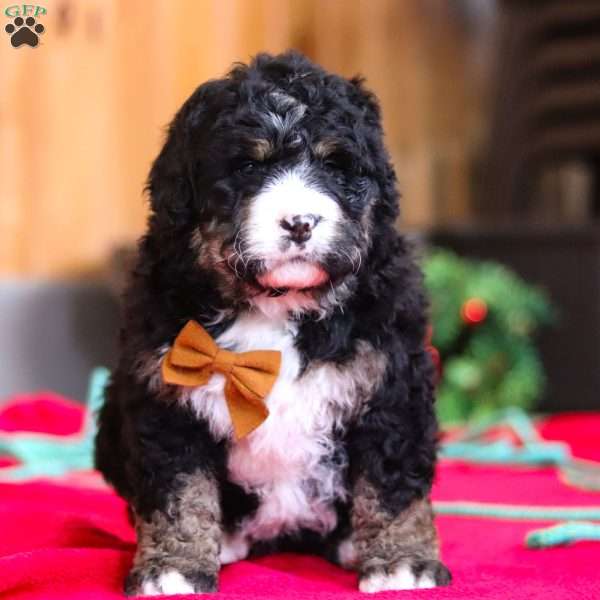 Percy, Bernedoodle Puppy
