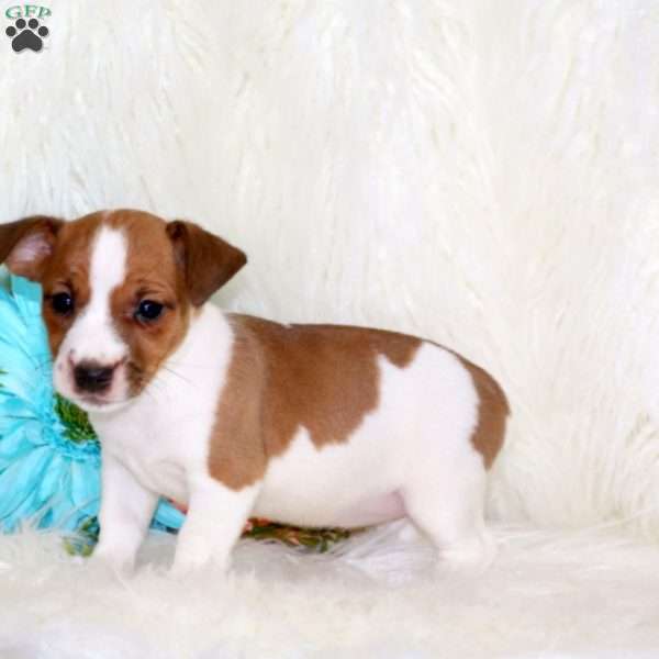 Petals, Jack Russell Terrier Puppy