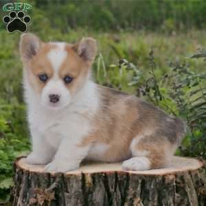 Greenfield puppies hot sale corgi