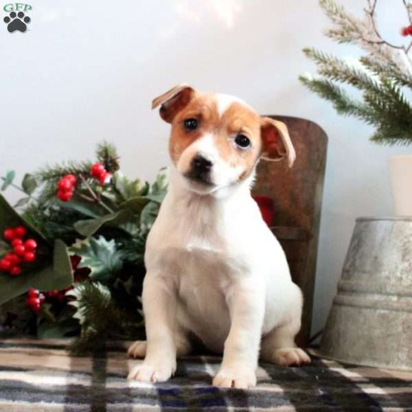 Piper, Jack Russell Terrier Puppy