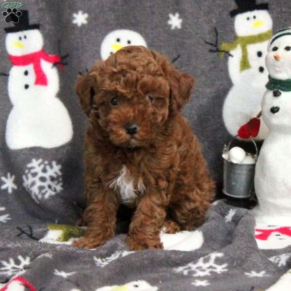 Pippin, Toy Poodle Puppy