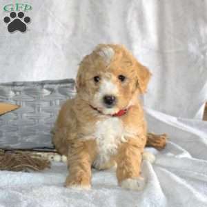 Miniature Poodle Mix Puppies For Sale | Greenfield Puppies