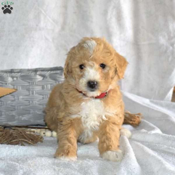 Pixie, Miniature Poodle Mix Puppy