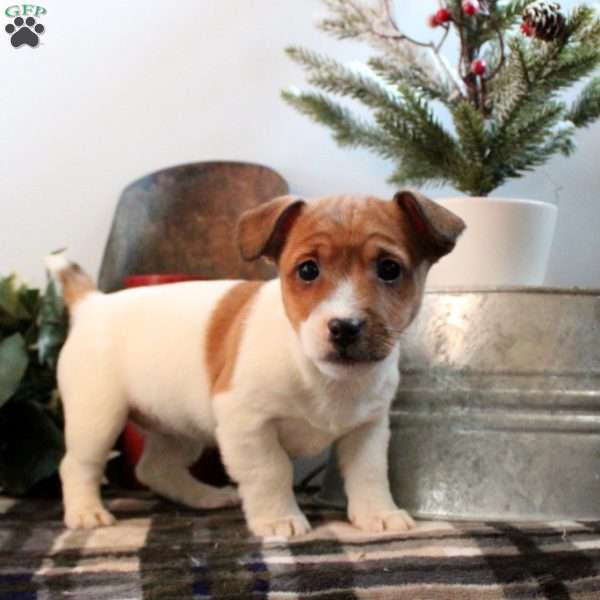 Polly, Jack Russell Terrier Puppy
